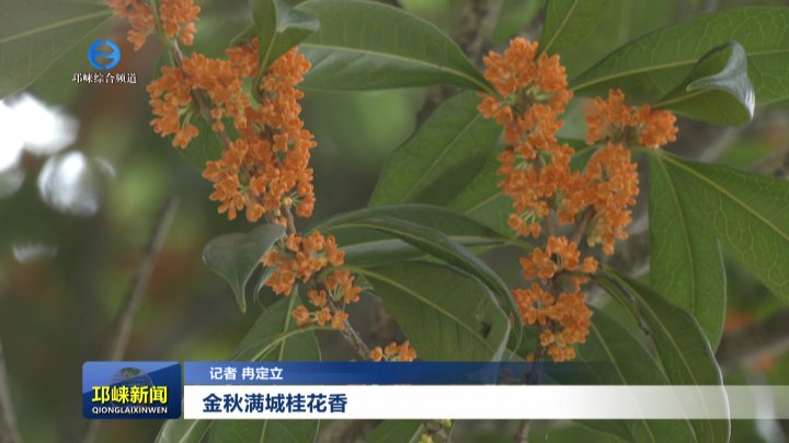 【20250905】金秋满城桂花香