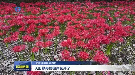 【20250912】天府绿舟的彼岸