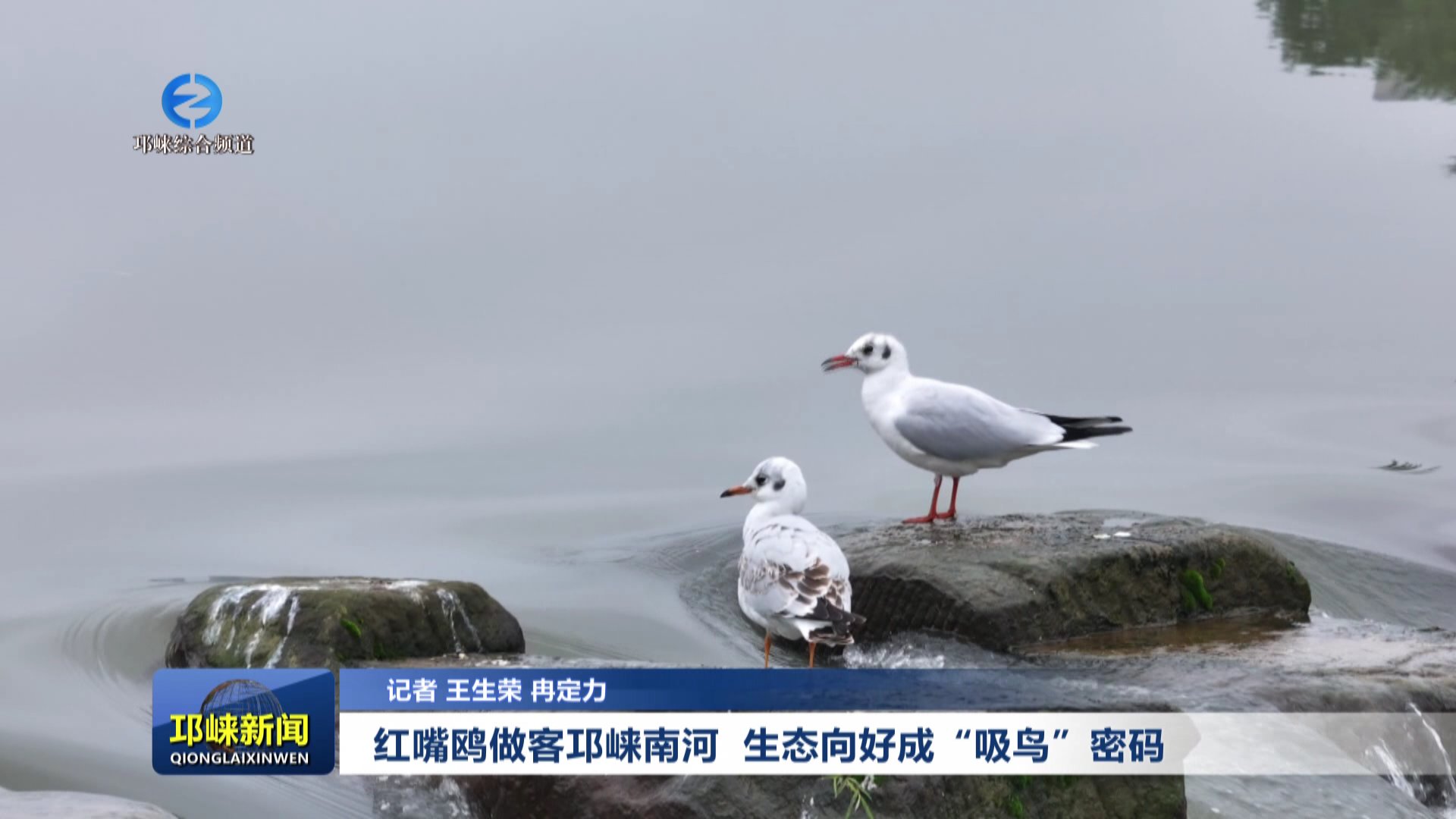 【20251105】红嘴鸥做客邛崃