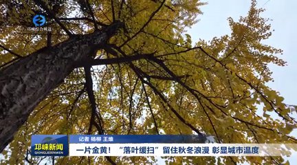 【20251126】一片金黄！“落