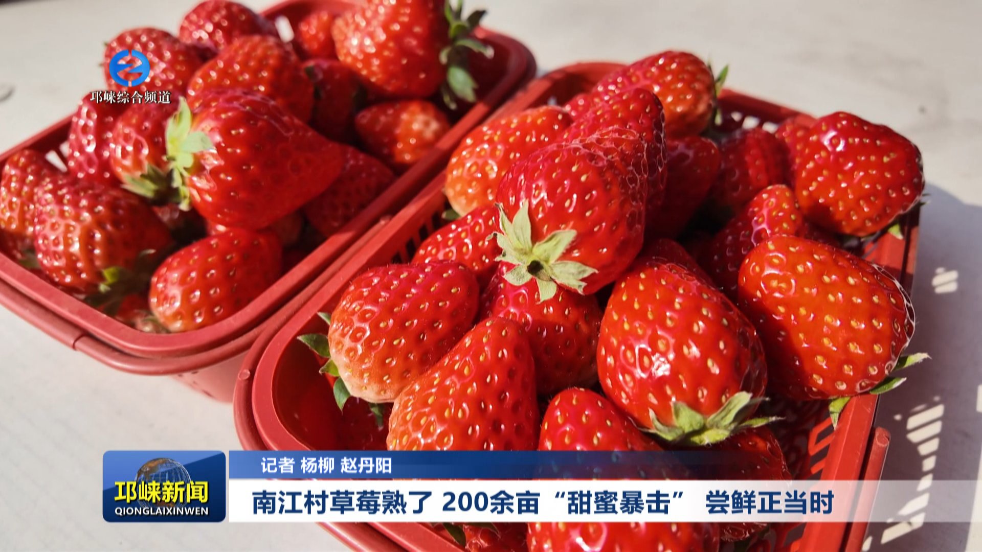 【20251216】南江村草莓熟了