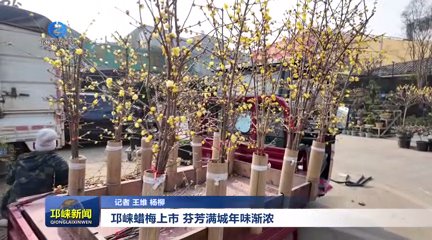 【20260113】邛崃蜡梅上市，