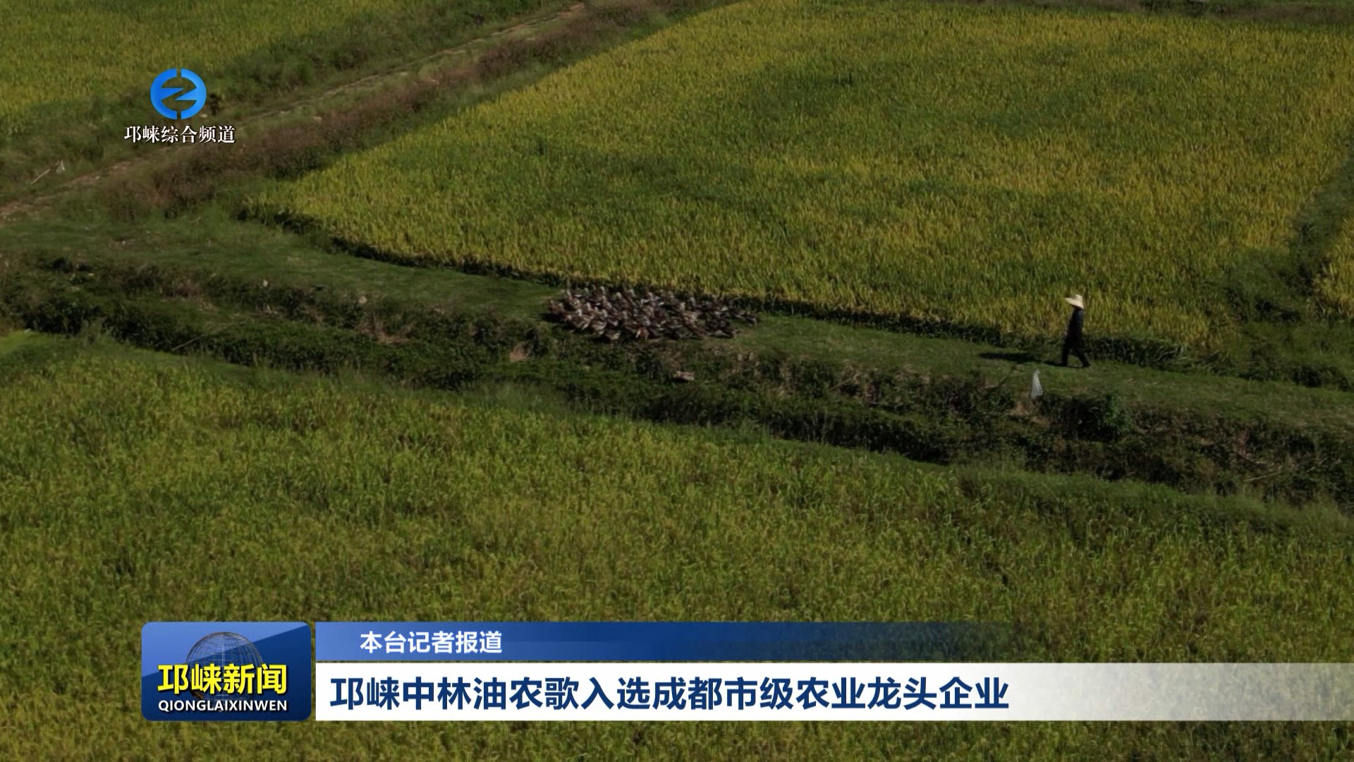 【20260127】邛崃中林油农歌