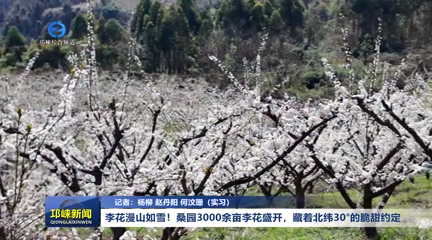 【20260305】李花漫山如雪！