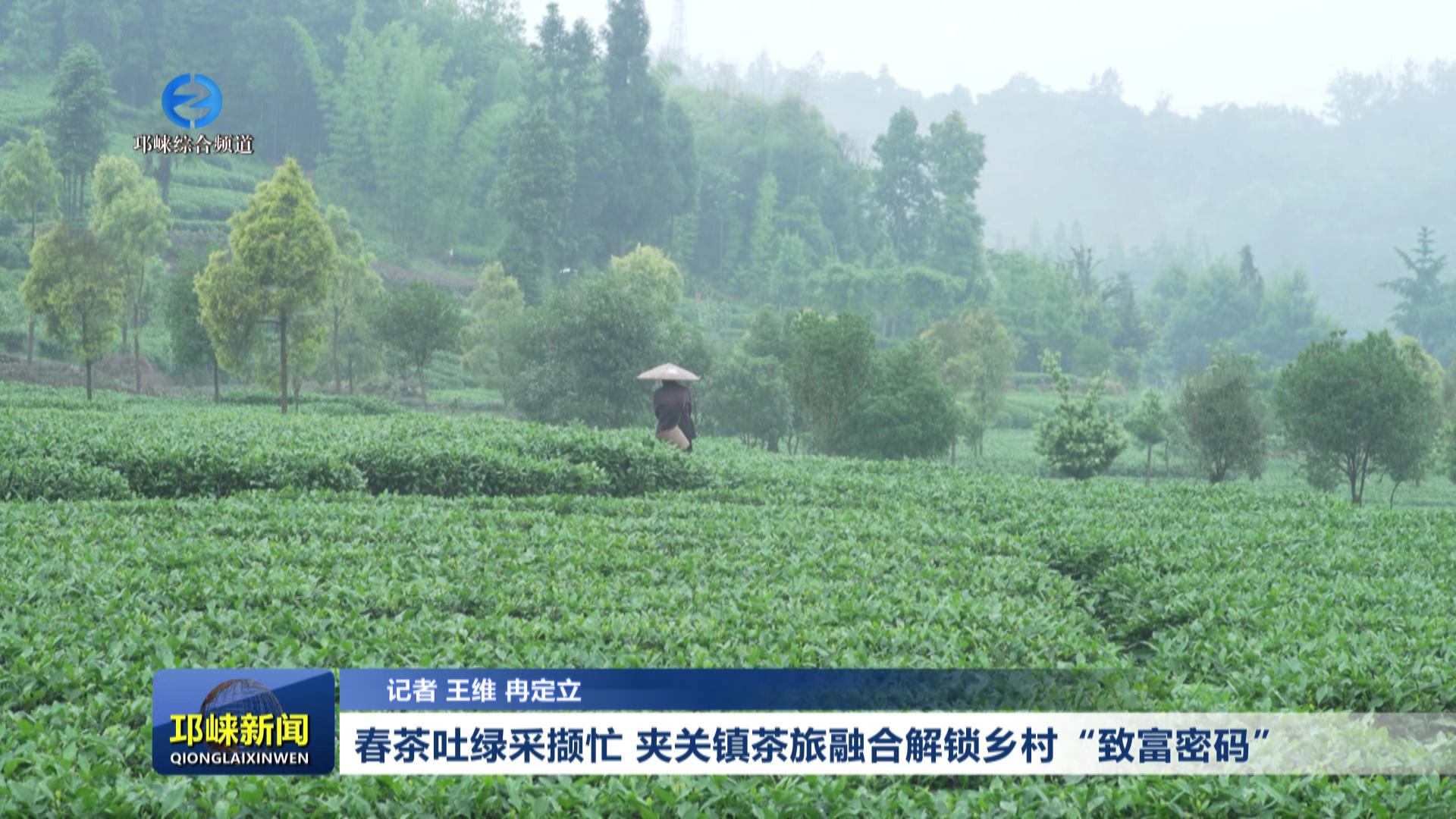【20260306】春茶吐绿采撷忙