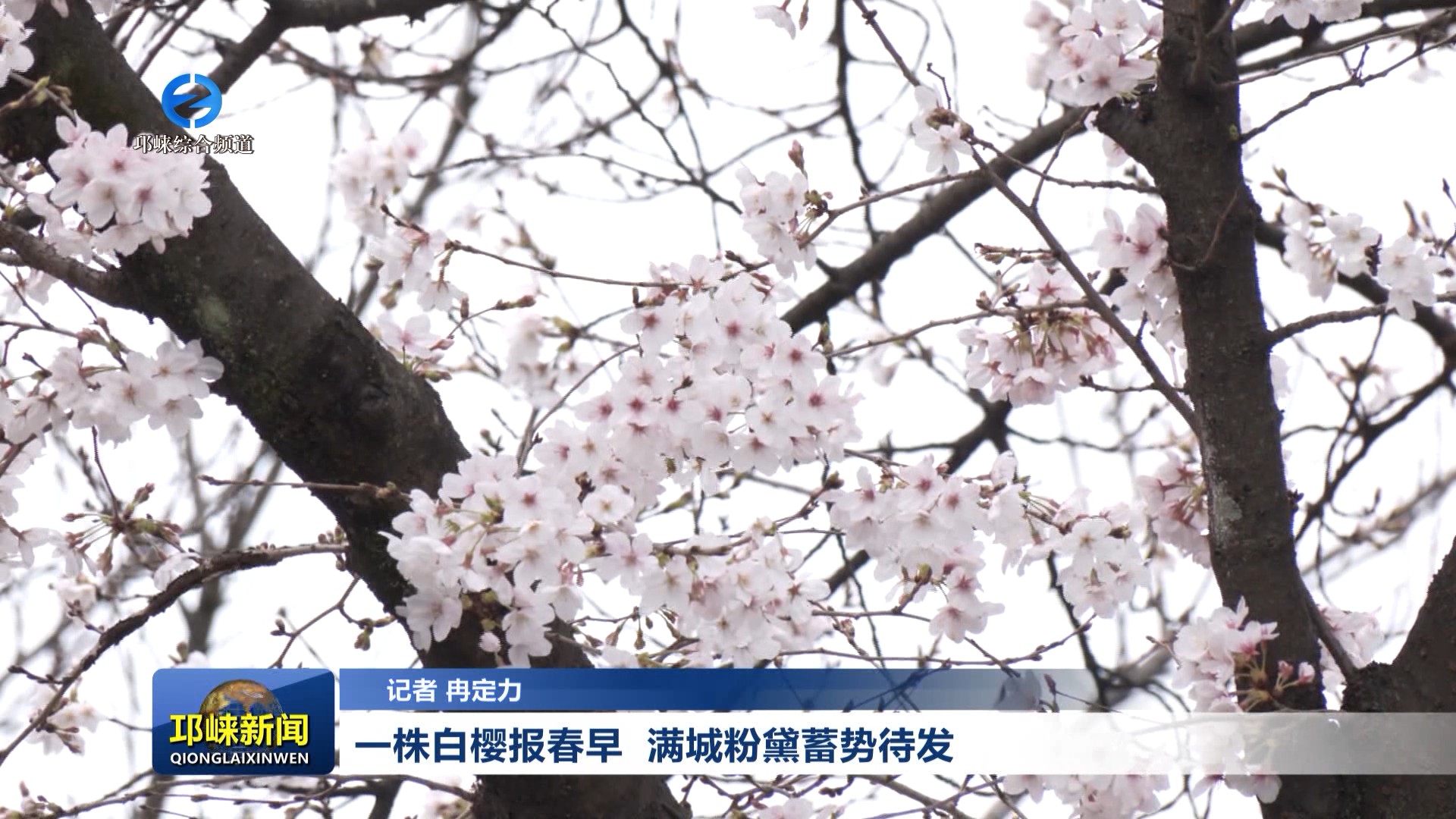 【20260310】一株白樱报春早