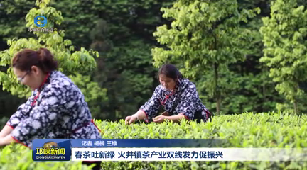 【20260311】春茶吐新绿 火