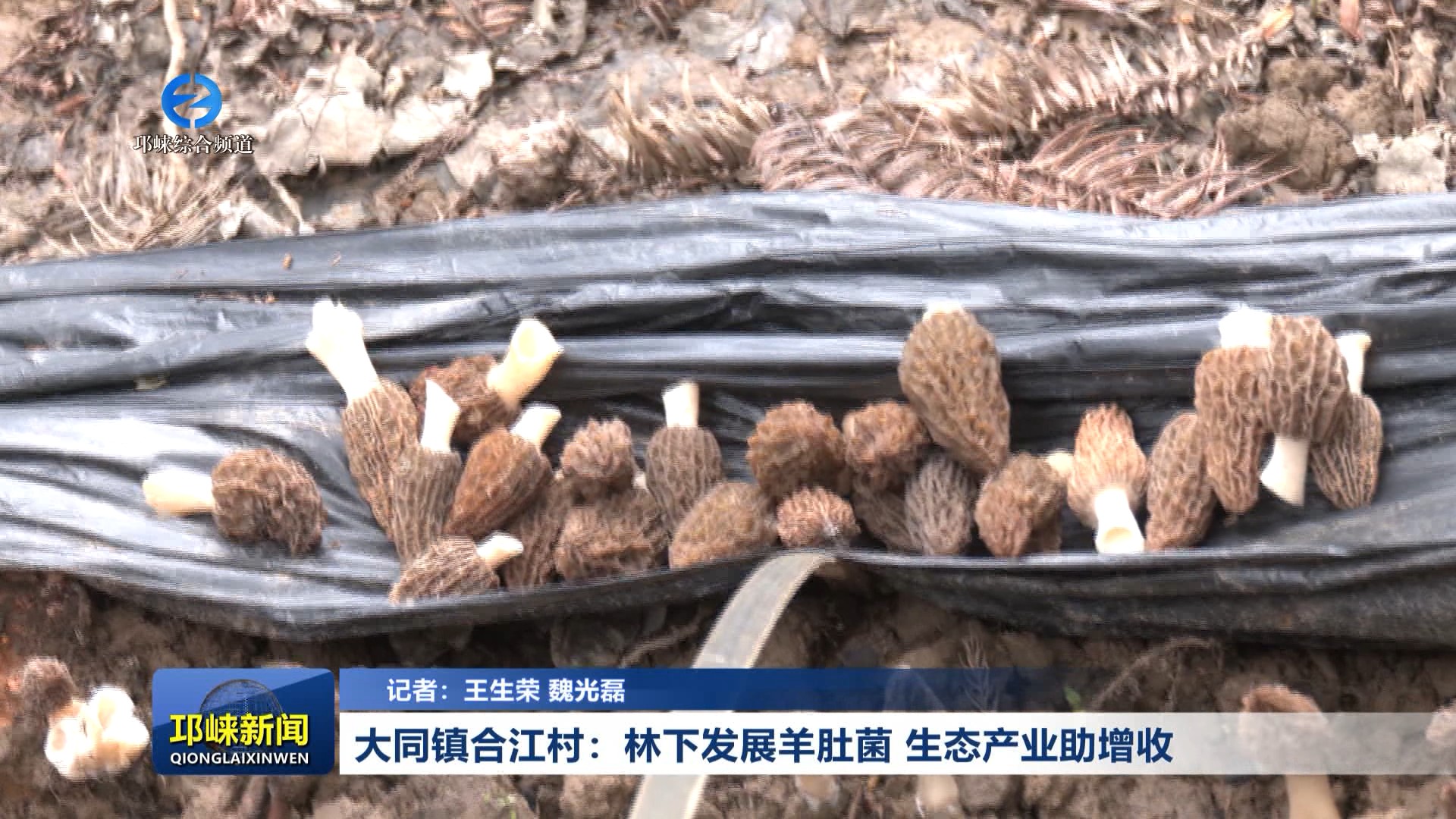 【20260312】大同镇合江村：