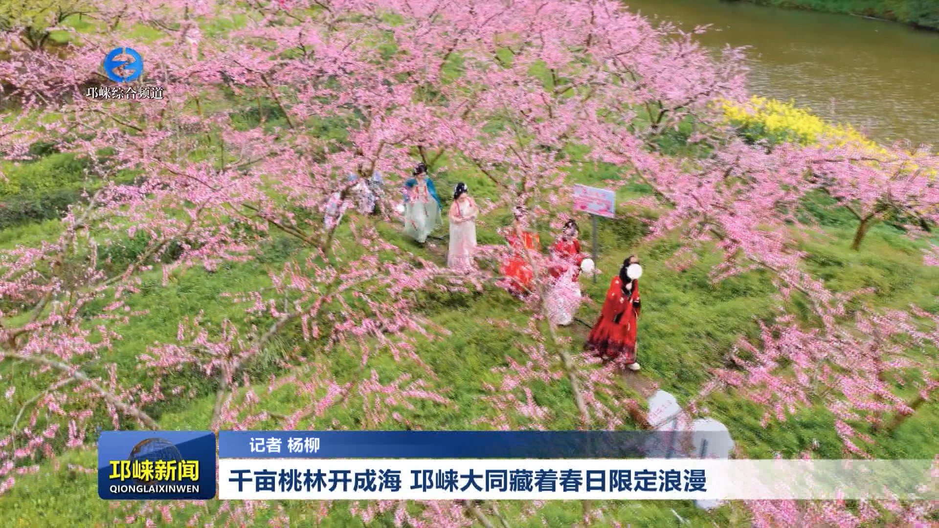 【20260316】千亩桃林开成海