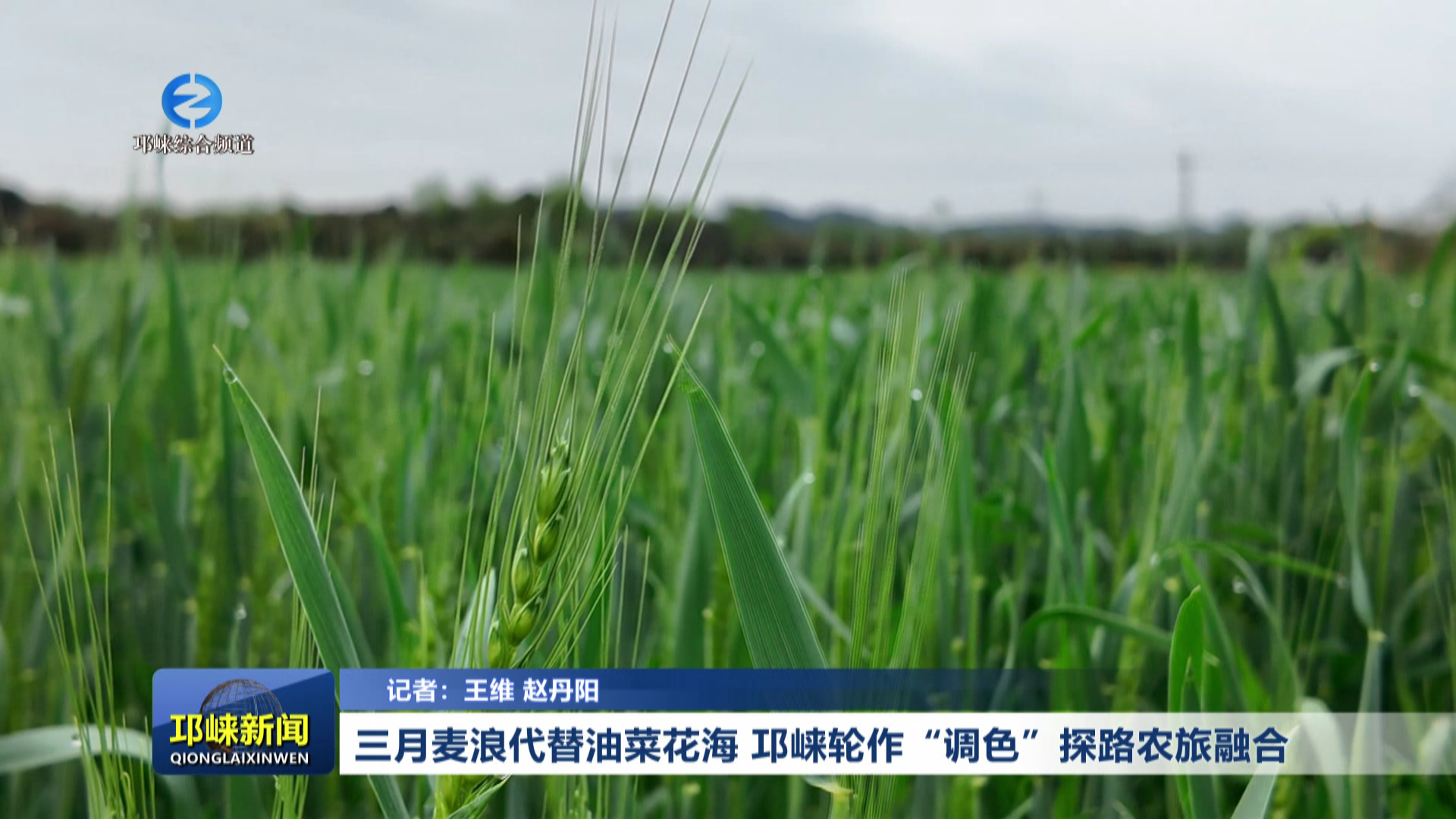 【20260319】三月麦浪代替油