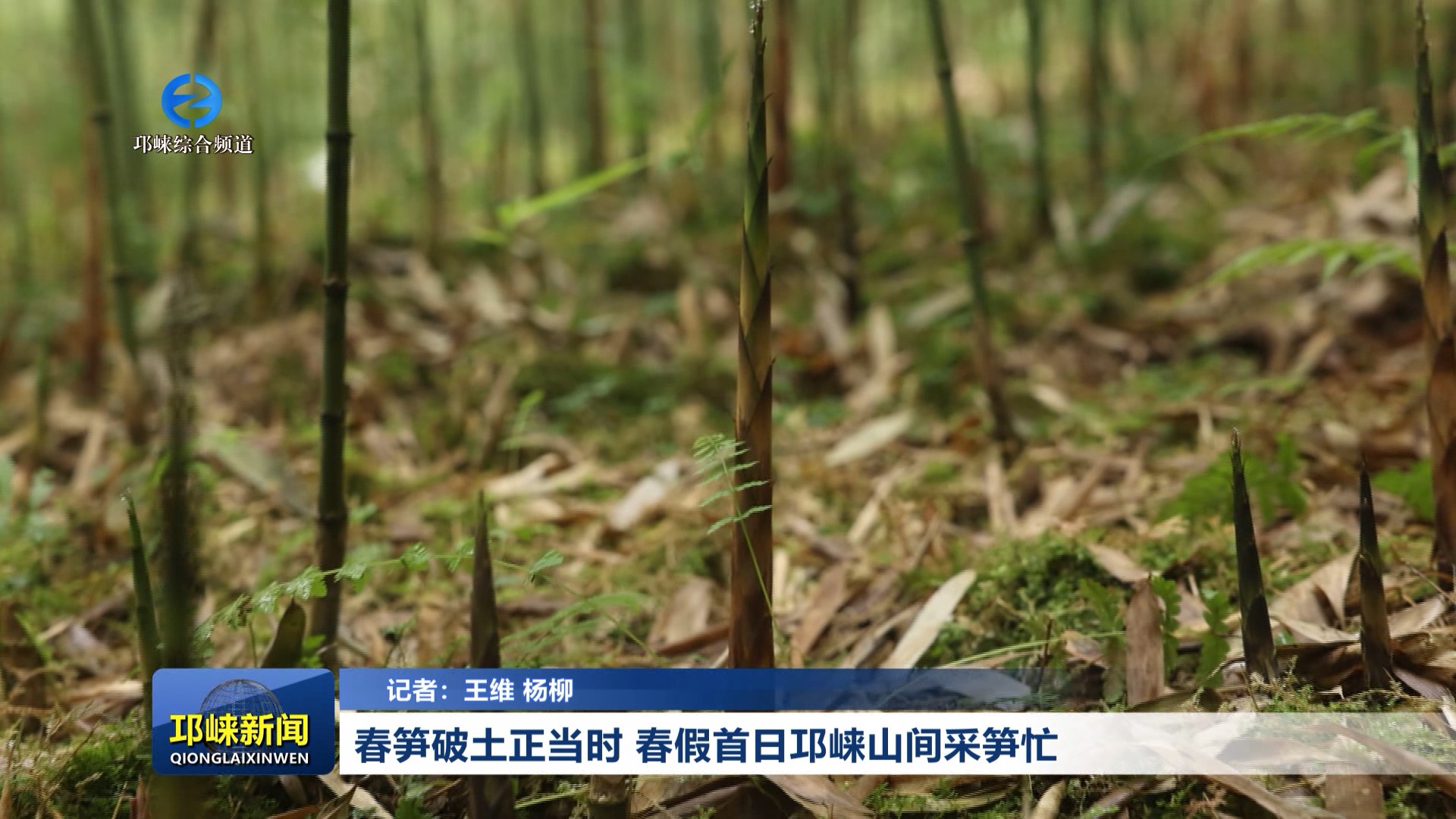 【20260401】春笋破土正当时