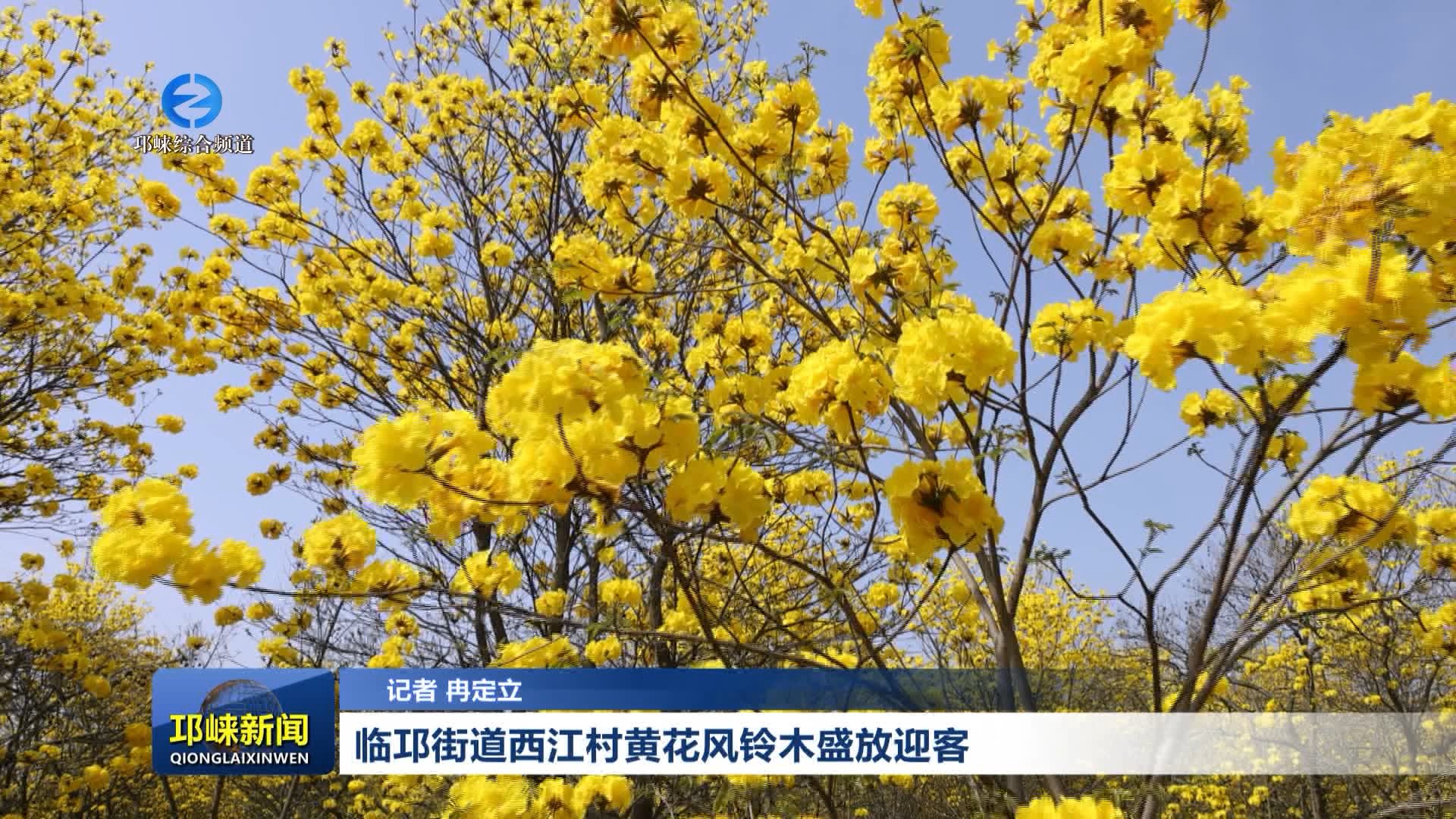 【20260408】临邛街道西江村