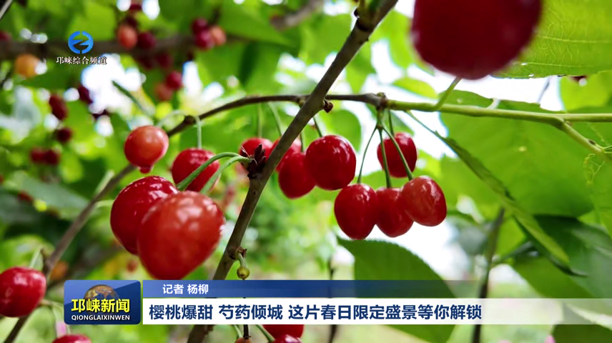 【20260415】樱桃爆甜 芍药