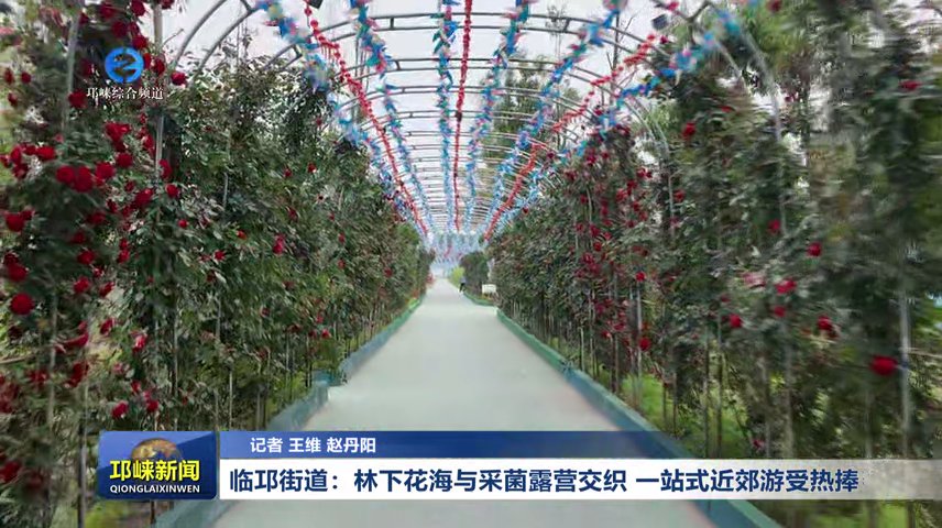 【20260421】临邛街道：林下