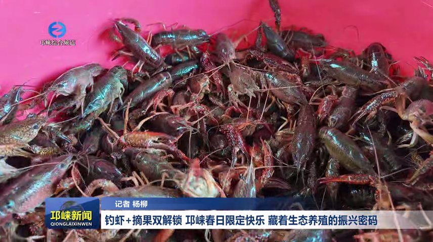 【20260421】钓虾+摘果双解