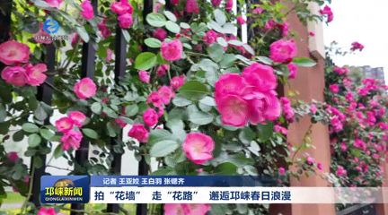 【20260422】拍“花墙” 走
