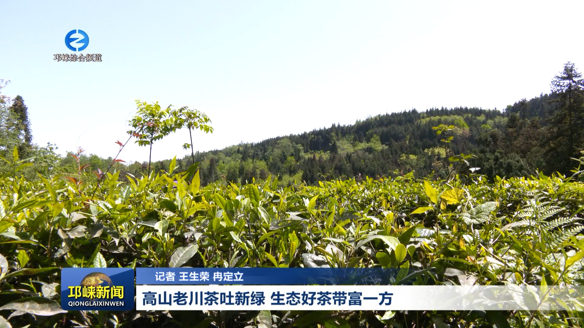 【20260423】高山老川茶吐新