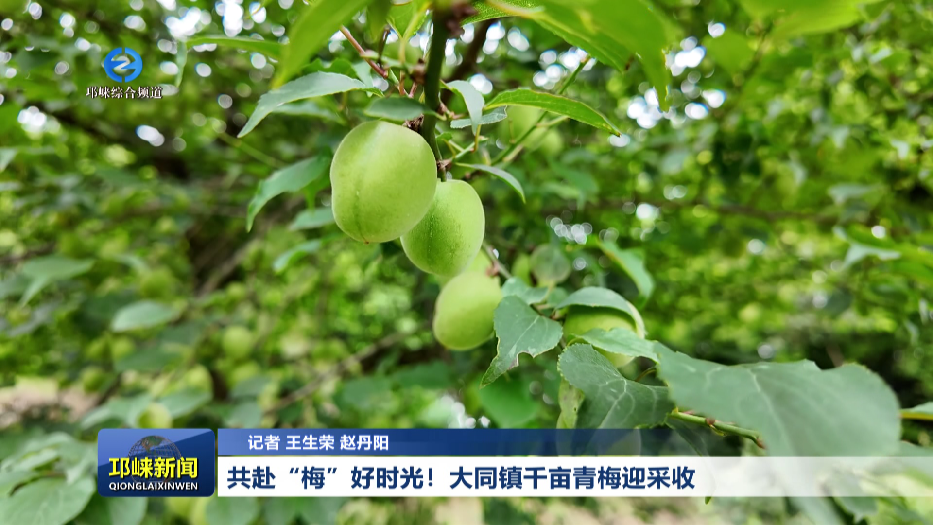 【20260511】共赴“梅”好时