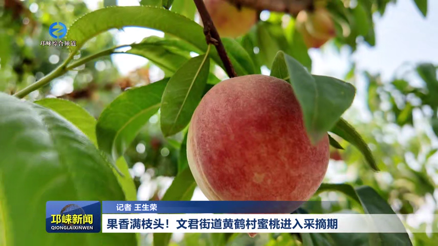 【20260513】果香满枝头！文