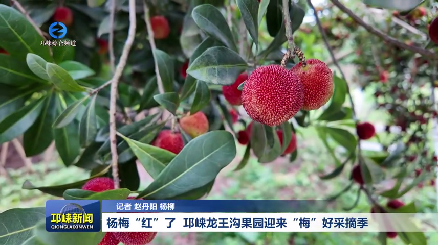 【20260609】杨梅“红”了