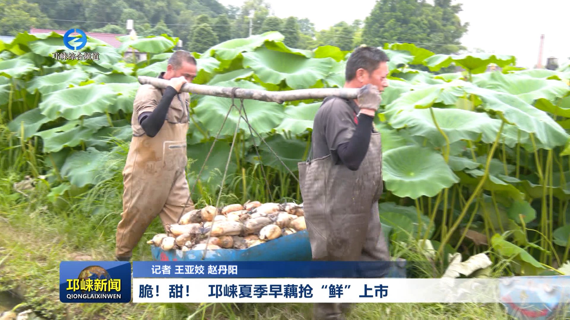 【20260616】脆！甜！ 邛崃