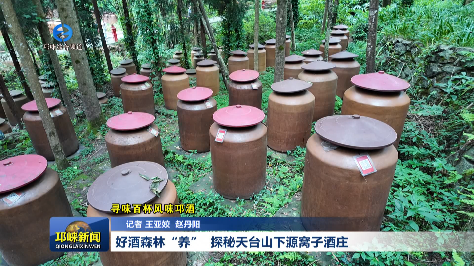 【20260617】好酒森林“养”