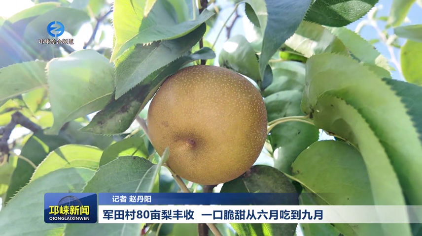 【20260721】军田村80亩梨丰