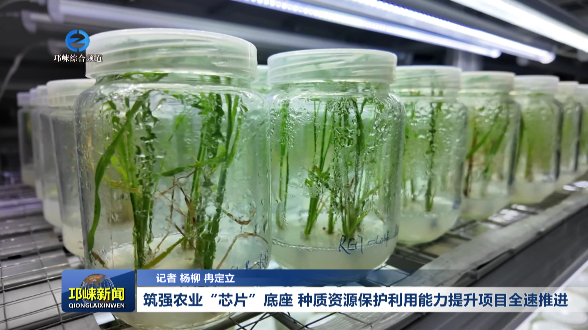 【20260903】筑强农业“芯片