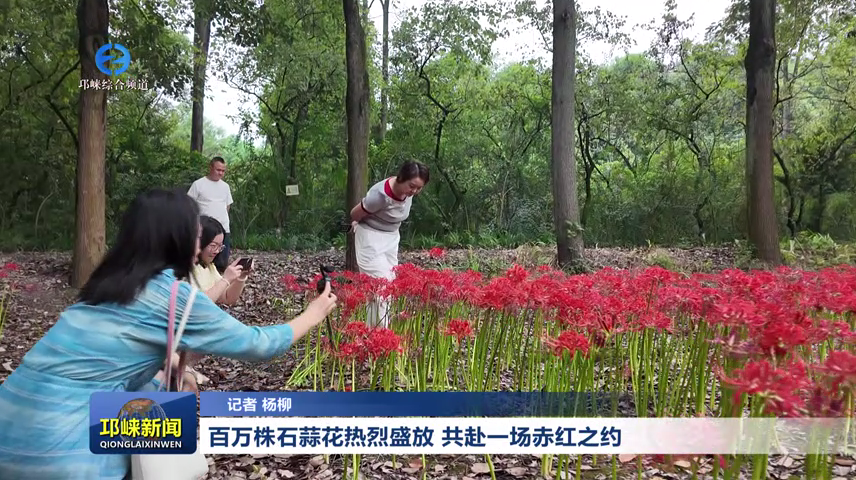 【20260910】百万株石蒜花热