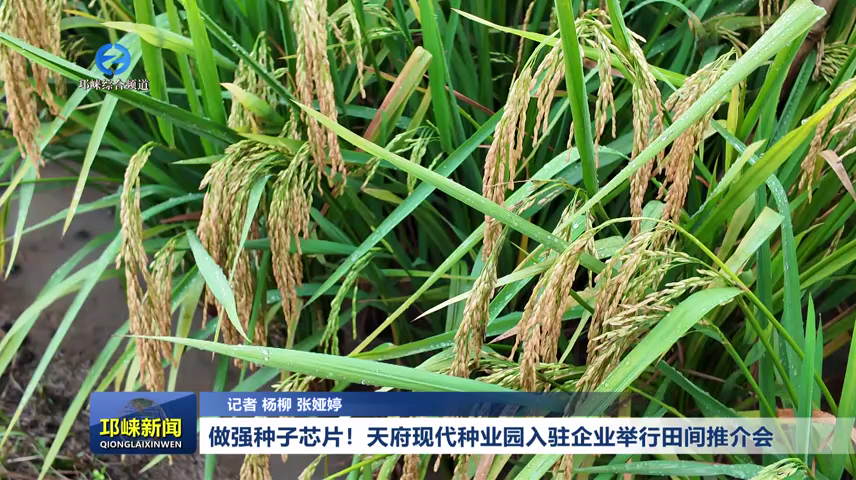 【20260910】做强种子芯片！