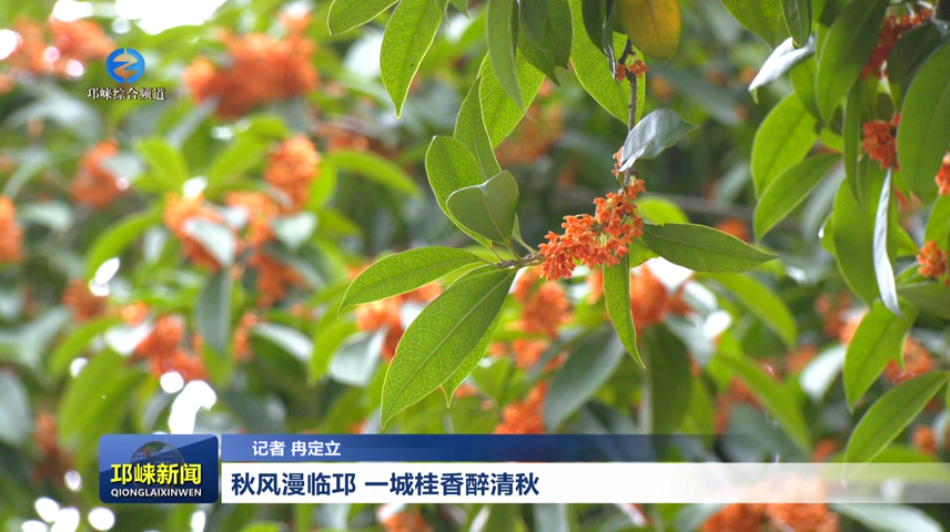 【20260922】秋风漫临邛 一