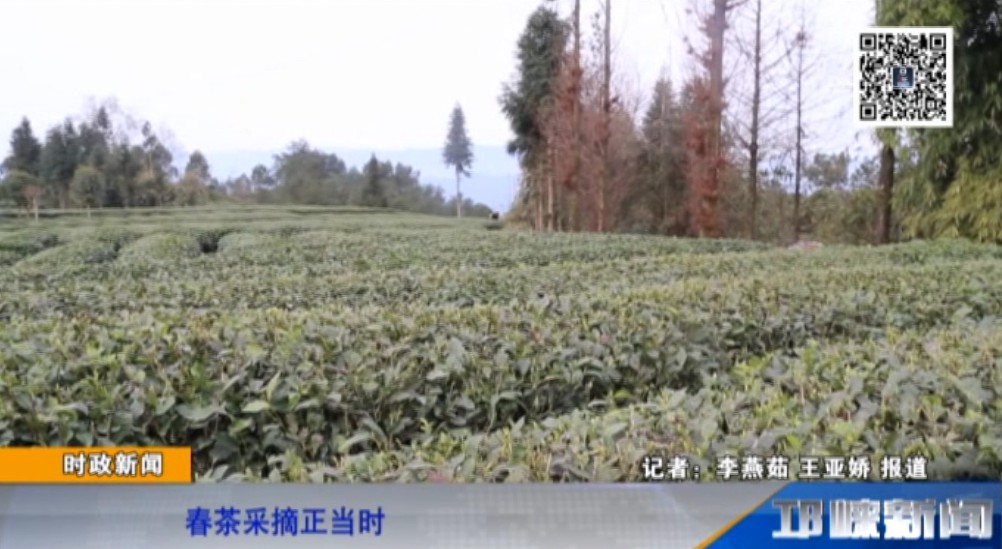 【20190308】春茶采摘正当时