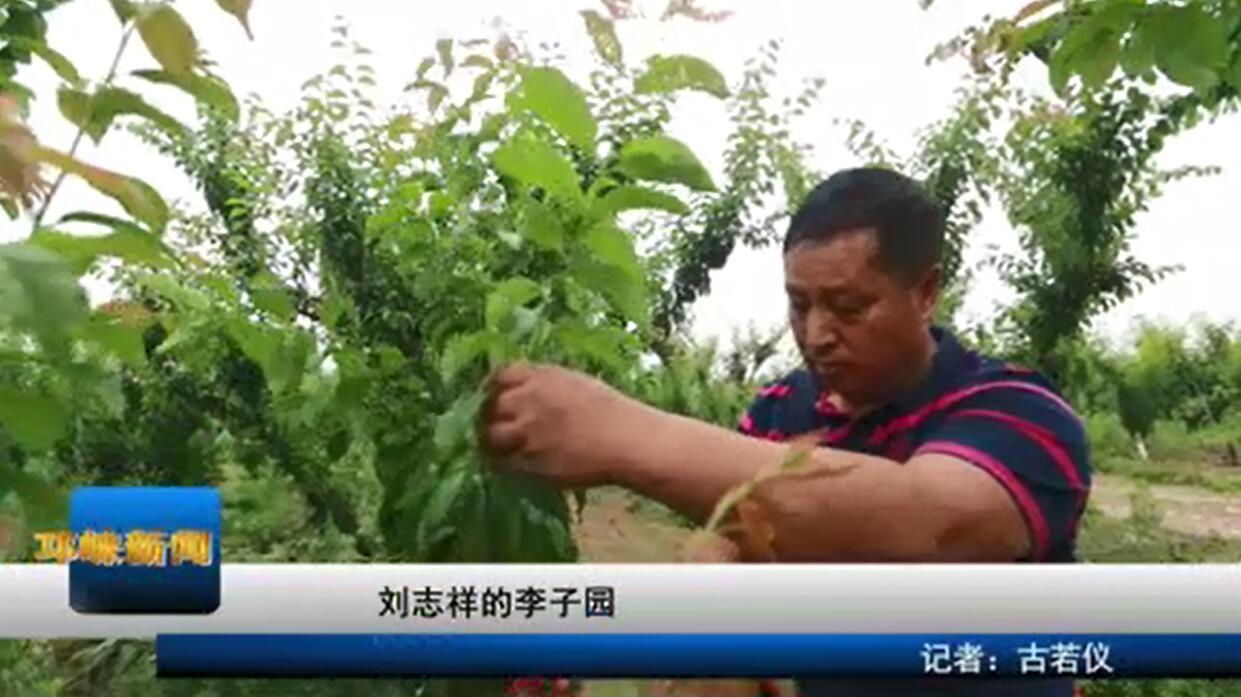 【20200616】刘志祥的李子园