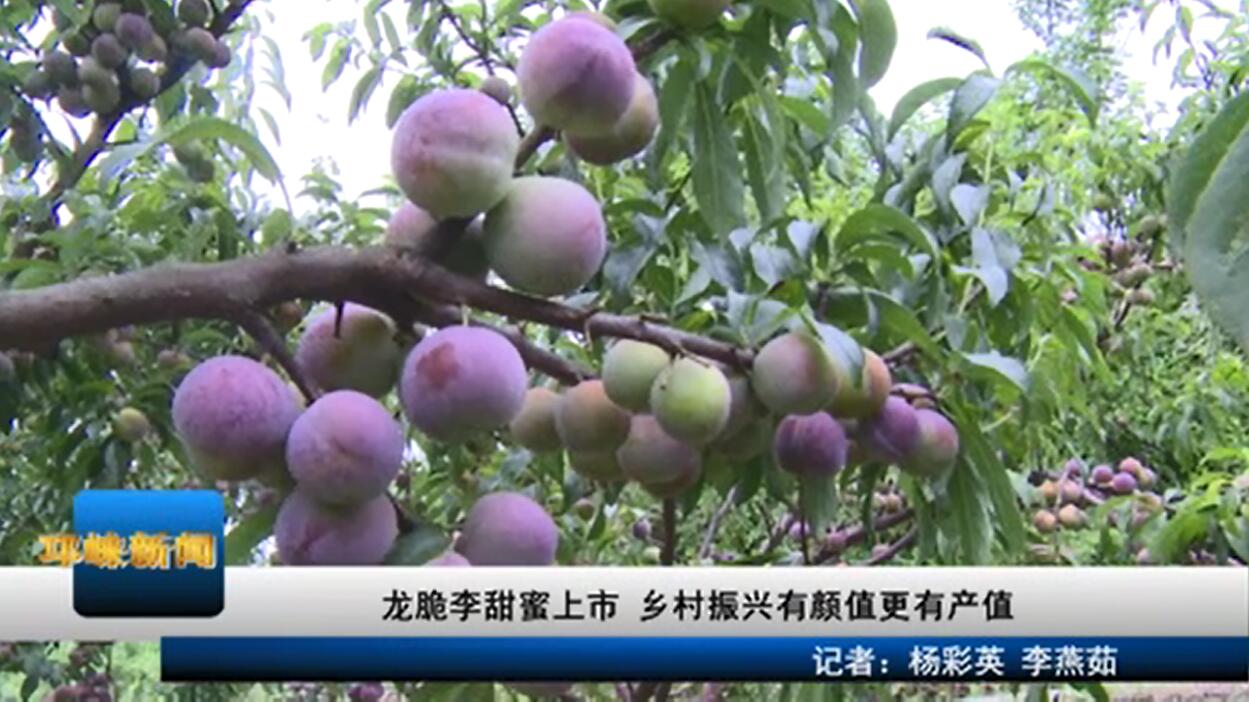 【20200710】龙脆李甜蜜上市