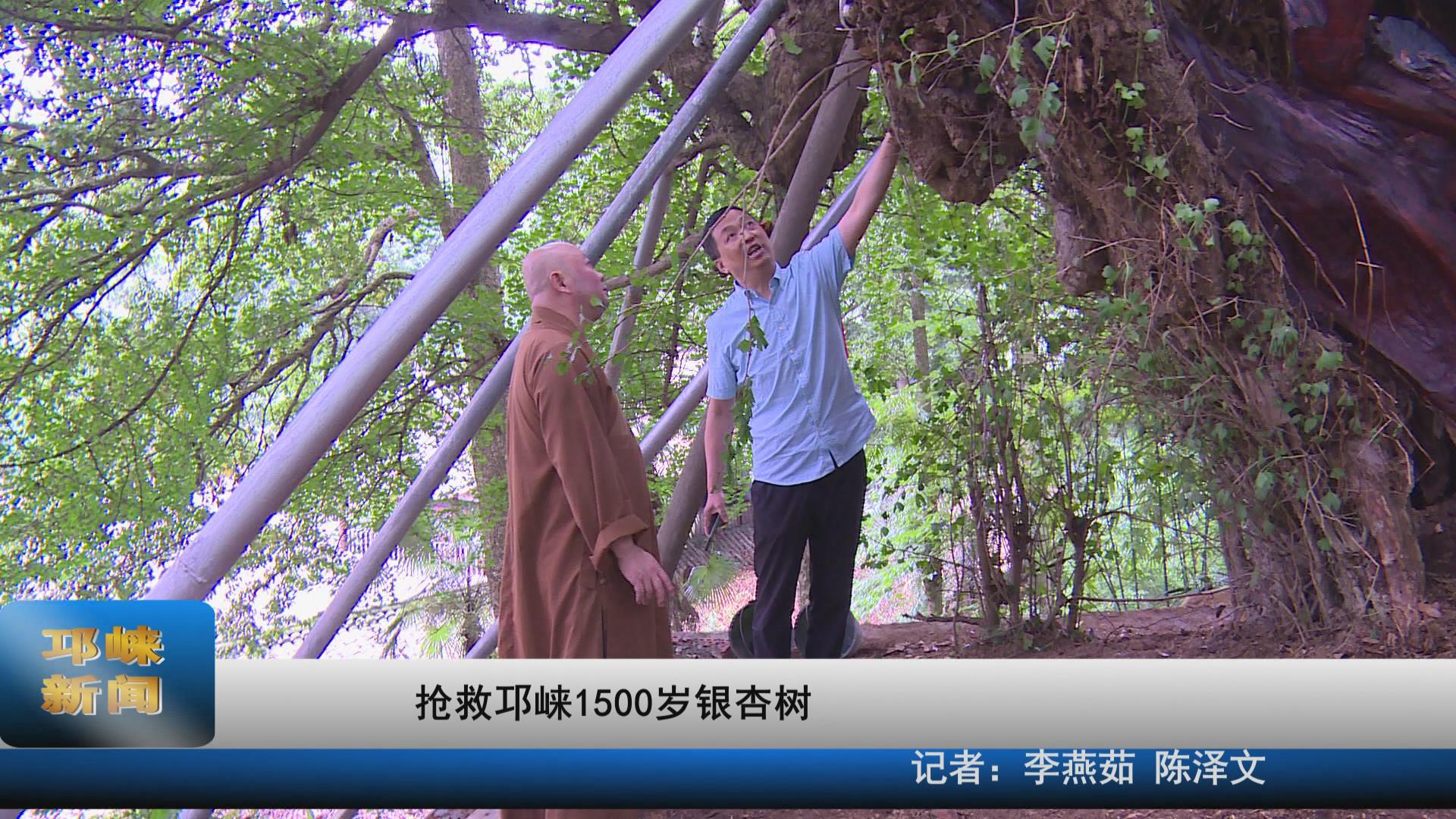 【20210705】抢救邛崃1500岁