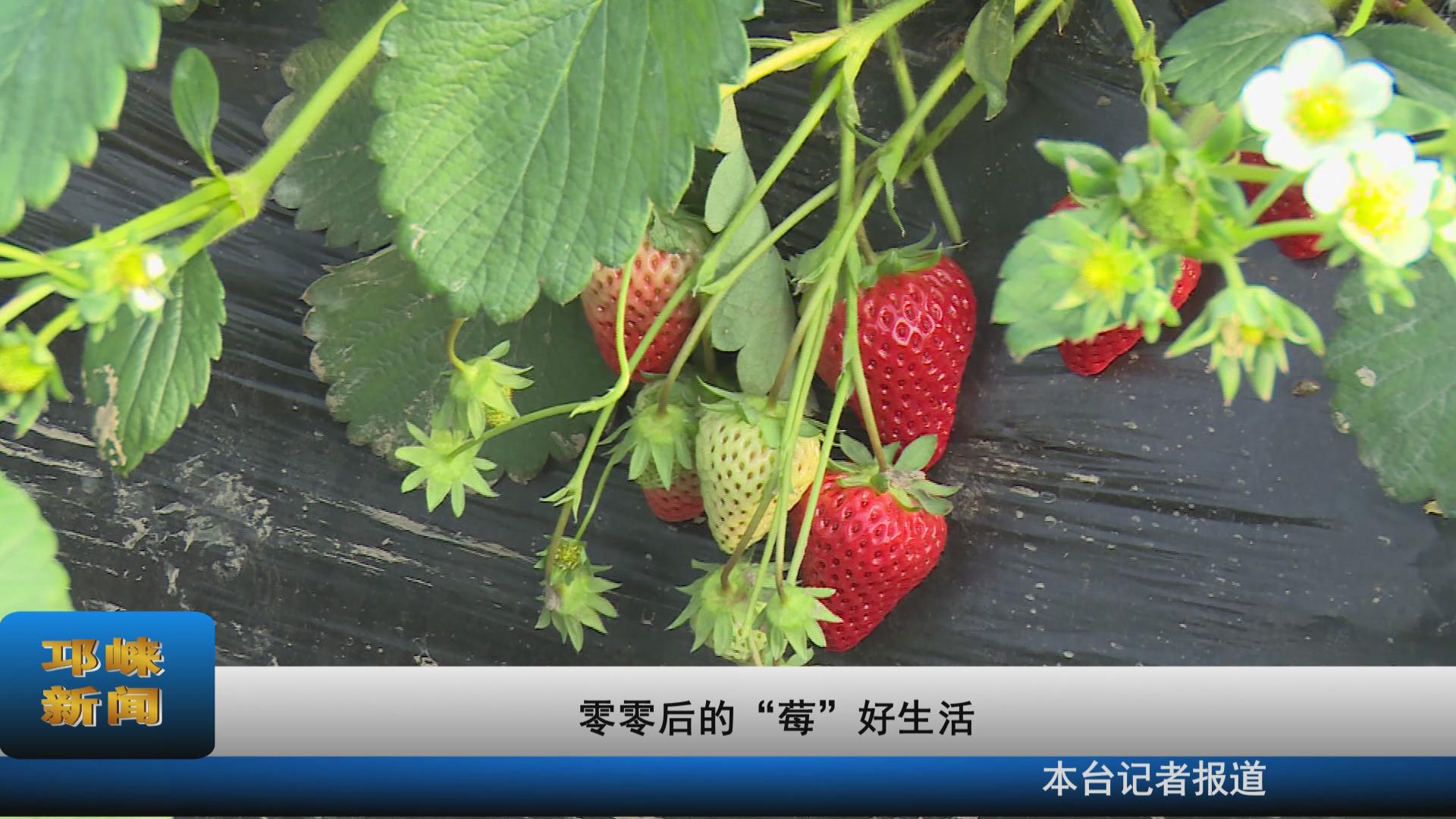 【20220425】零零后的“莓”