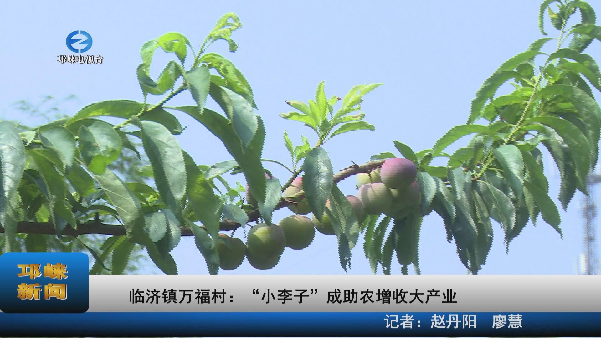 【20220704】临济镇万福村：