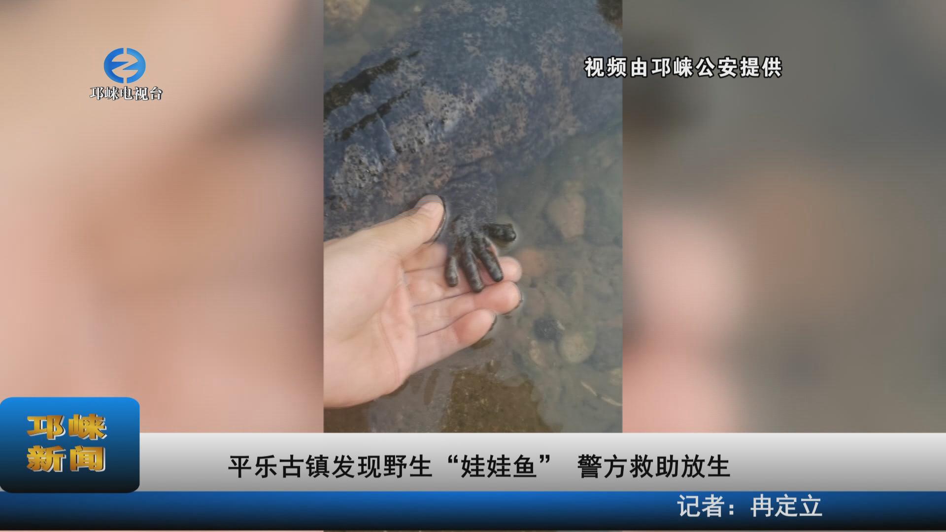 【20220715】平乐古镇发现野