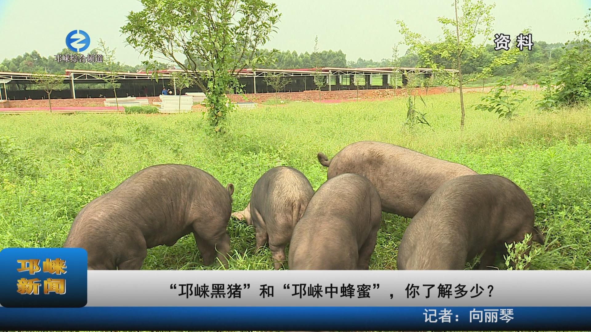 【20221219】“邛崃黑猪”和