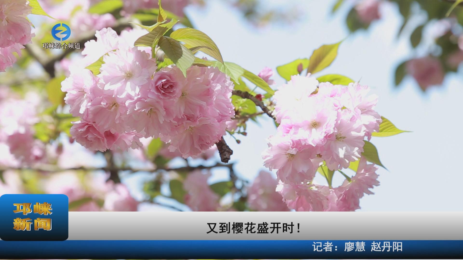 【20230330】又到樱花盛开时