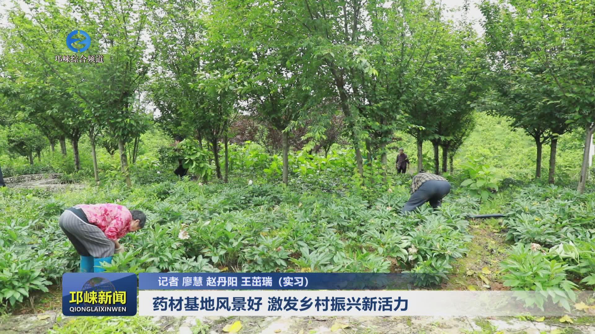 【20240423】药材基地风景好