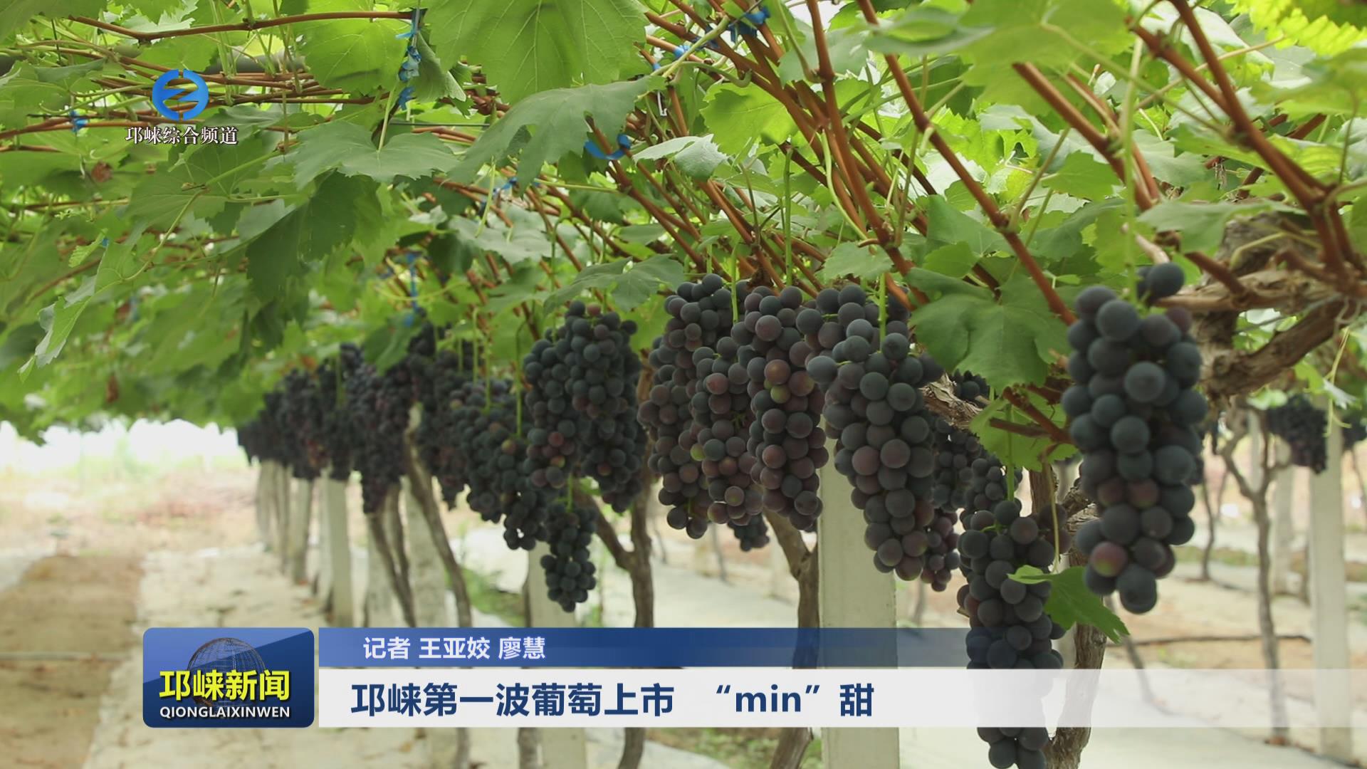 【20240617】邛崃第一波葡萄