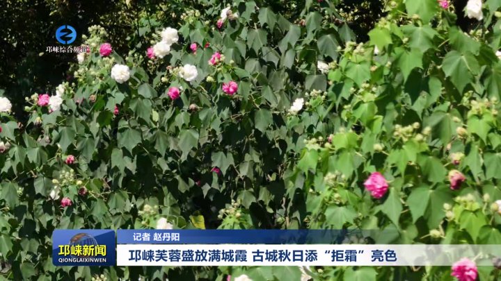 【20251015】邛崃芙蓉盛放满