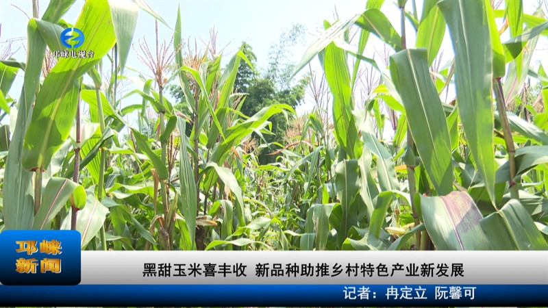 【20220810】黑甜玉米喜丰收