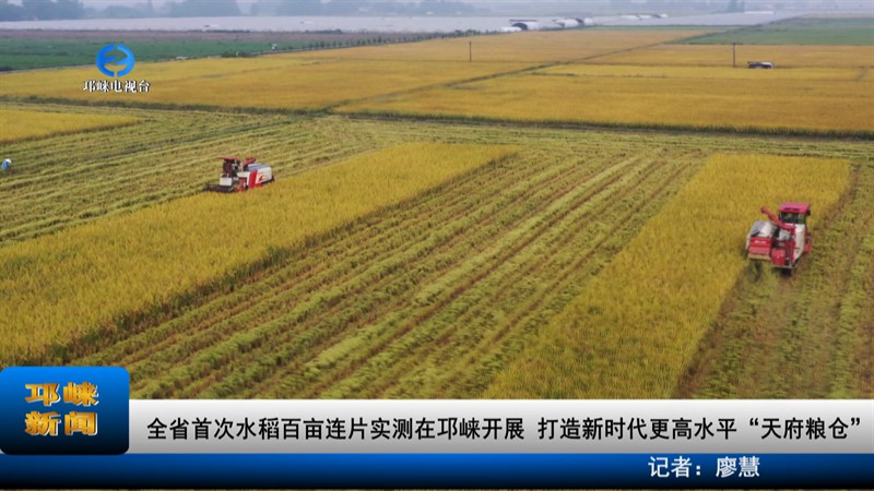 【20220911】全省首次水稻百