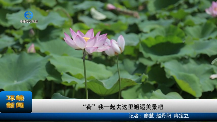 【20230612】“荷”我一起去