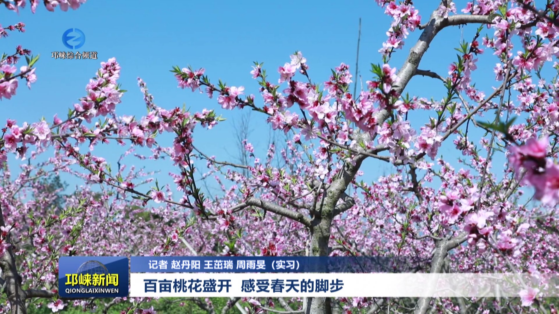 【20240329】百亩桃花盛开