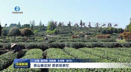 【20240403】茶山春正好 茶