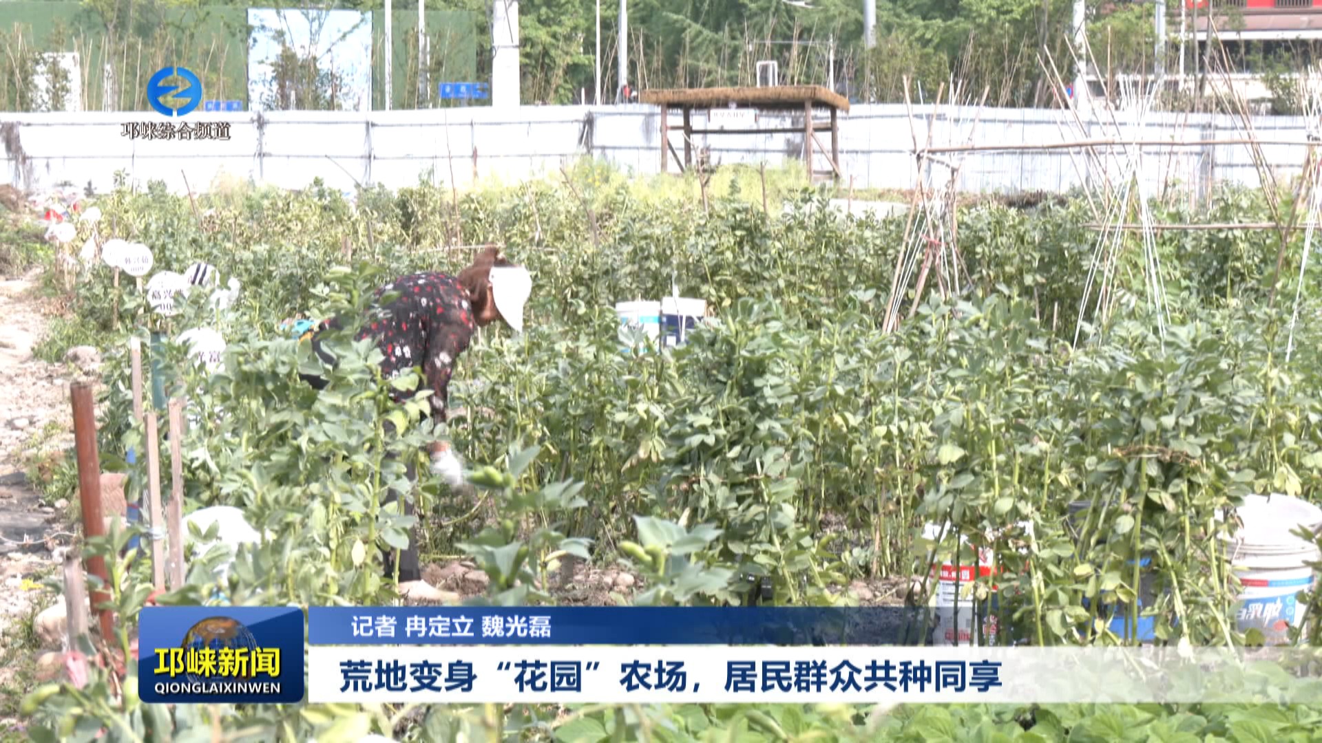 【20240416】荒地变身“花园