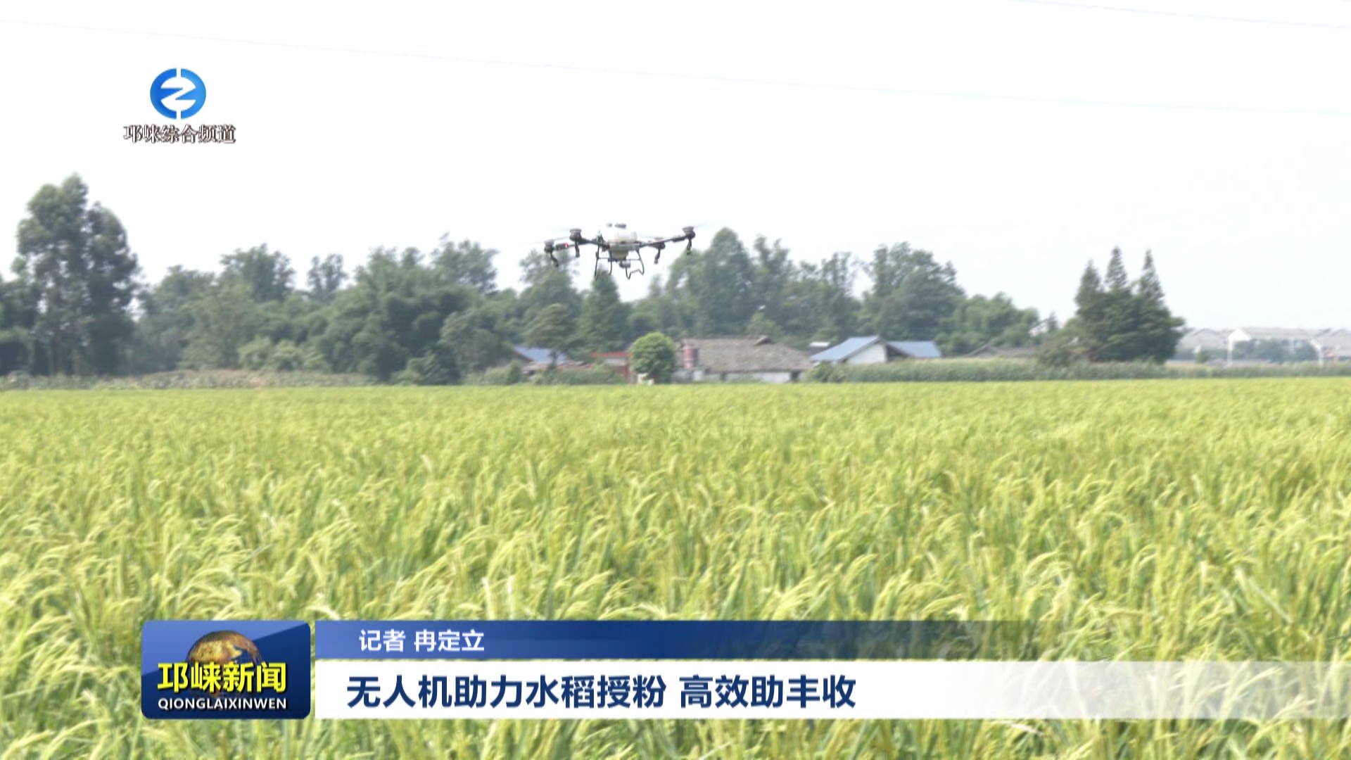 【20240802】无人机助力水稻
